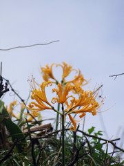 Lycoris aurea