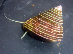 Calliostoma canaliculatum
