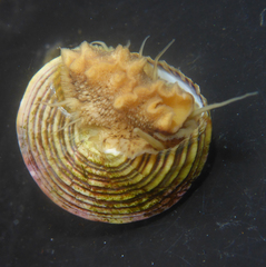 Calliostoma canaliculatum