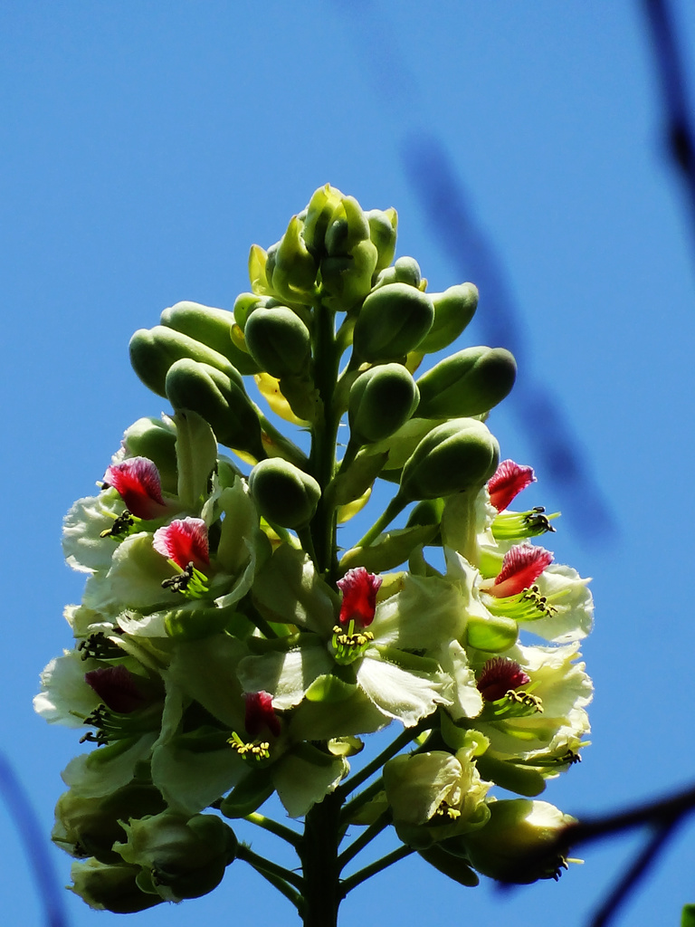Guilandina minax (Guilandina minax)