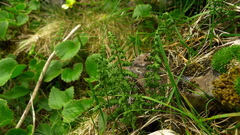 Cystopteris tasmanica