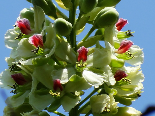 Guilandina minax, photograph 5
