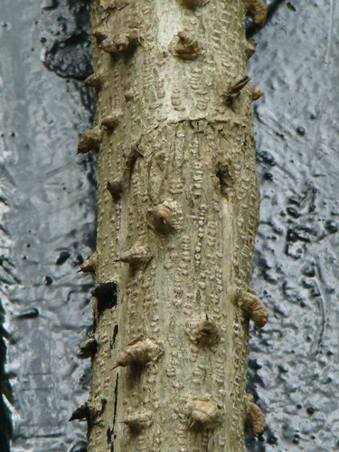 Guilandina minax, photograph 6