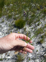 Corymbium glabrum rogersii