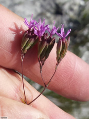 Corymbium glabrum rogersii