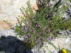 Indigofera dillwynioides