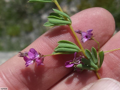 Indigofera dillwynioides