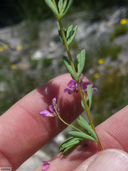 Indigofera dillwynioides