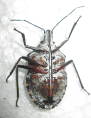 Peltasticus punctatus