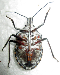 Peltasticus punctatus
