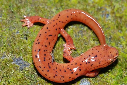 Spring Salamander