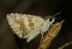 Spialia galba