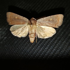 Epiglaea decliva