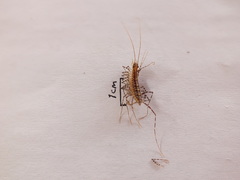 Scutigera
