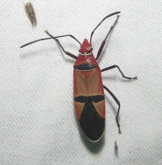 Dysdercus fasciatus