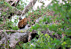 Panthera pardus kotiya