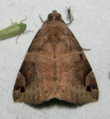 Dysgonia erectata