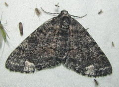 Phthonandria pinguis
