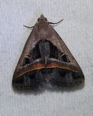 Acantholipes trimeni