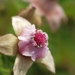 Rubus parvifolius - Photo Δεν διατηρούνται δικαιώματα, uploaded by 葉子