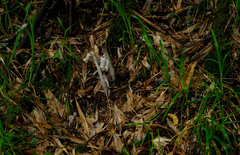 Monotropastrum humile glaberrimum