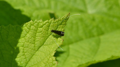 Adela septentrionella