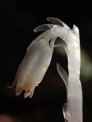 Monotropastrum humile glaberrimum