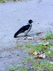 Corvus cornix