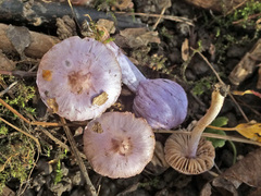 Inocybe geophylla var. lilacina image