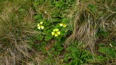Ranunculus insignis