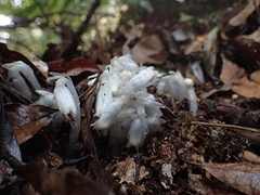Monotropastrum humile glaberrimum