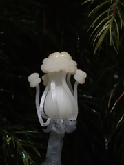 Monotropastrum humile glaberrimum