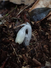 Monotropastrum humile glaberrimum