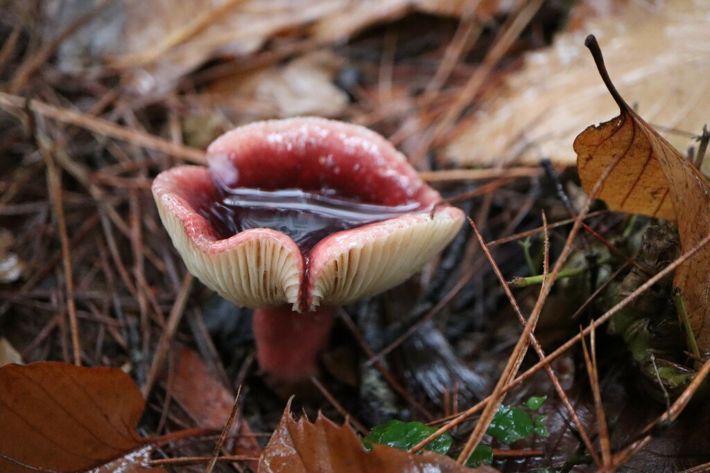 Russula sardonia · May 2023 · photo: © ivesklein (iNaturalist, cc-by)