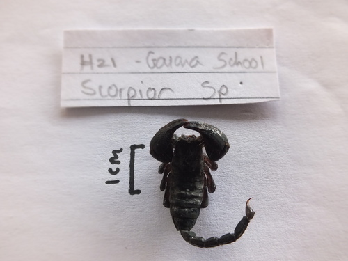 Pandinurus gregoryi