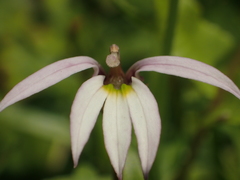 Lobelia chinensis