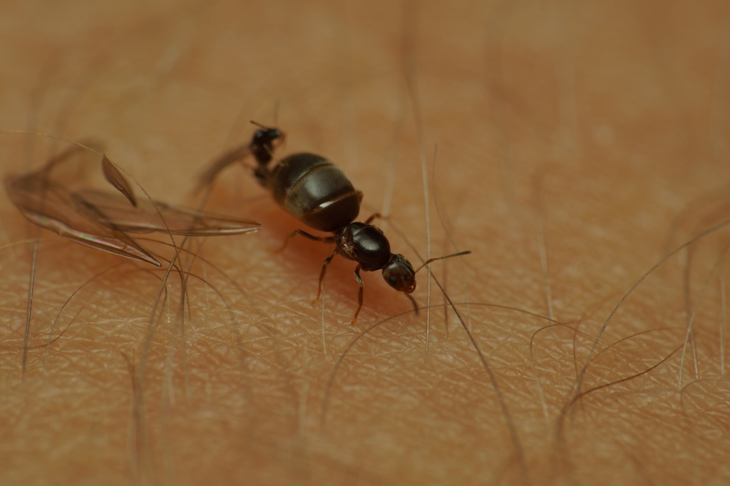 Seaside Rover Ant Seaside Rover Ant in May 2023 by Lucas Garriga. Landed on me while ...