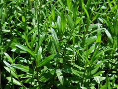 Lobelia chinensis