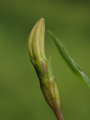 Lobelia chinensis