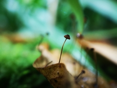 Marasmius