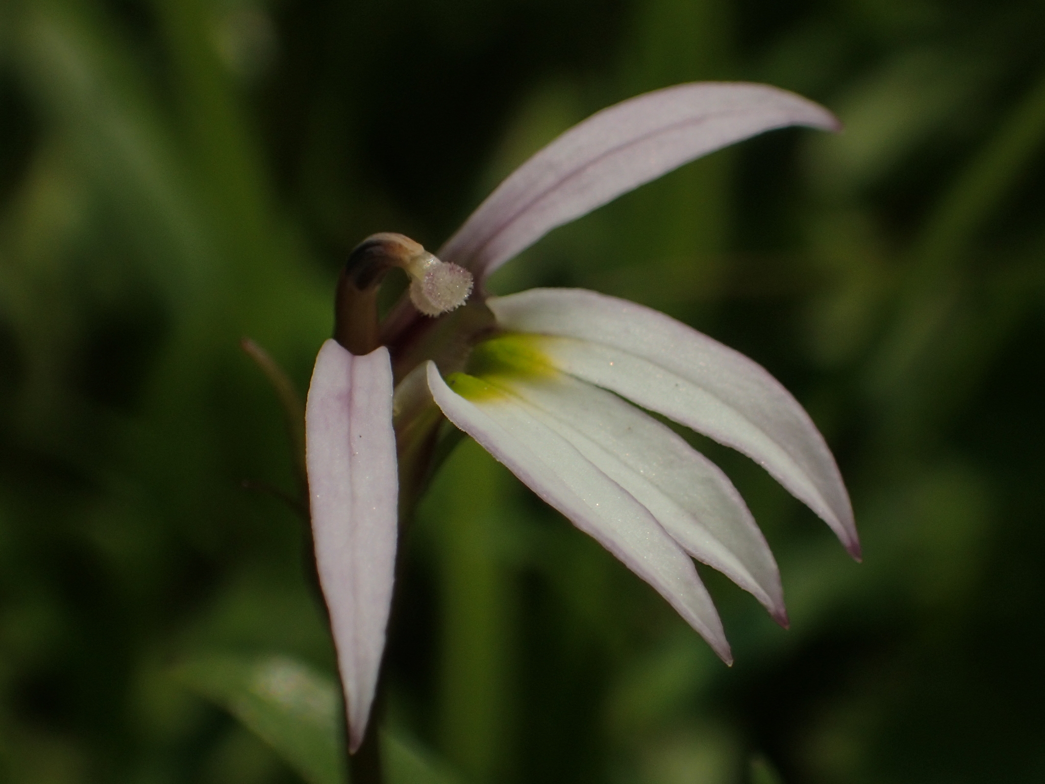 Lobelia chinensis