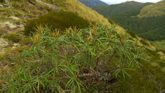 Olearia lacunosa
