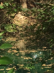 Chloroceryle americana