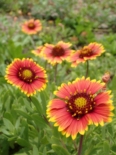 Gaillardia pulchella