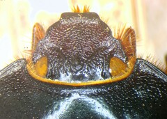 Xyloryctes lobicollis image