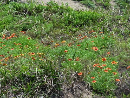 Gaillardia pulchella