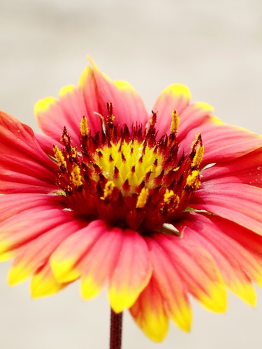 Gaillardia pulchella