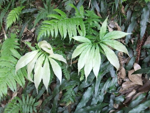 Arisaema negishii iNat (2)