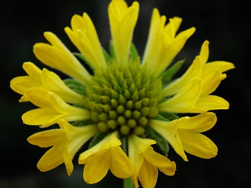 Gaillardia pulchella