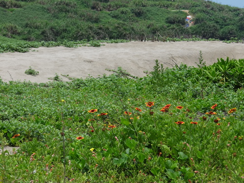 Gaillardia pulchella